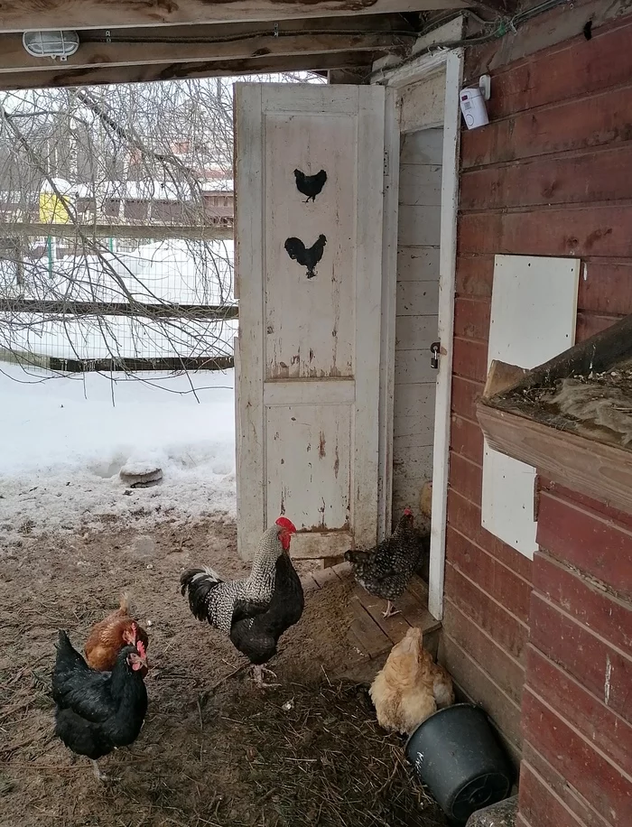 Like this - My, Rooster, Chicken coop, cat, Pets, Longpost