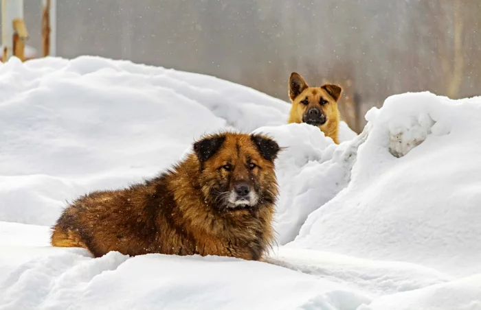 Snow and dogs - My, Street photography, The photo, Dog, Winter, Snow