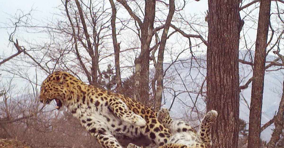Кто пожертвовал 5 миллионов на леопардов. Дальневосточный леопард котята. Кто пожертвовал 5 миллионов на леопардов. Леопард приморье. Кто пожертвовал 5 миллионов на леопардов.