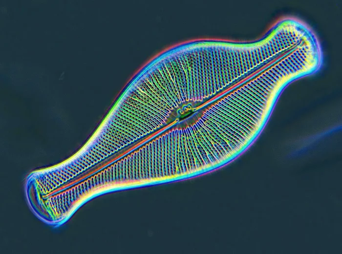 Diatoms in condenser-free phase contrast - My, Microfilming, Paleontology, Microscope, Technologies