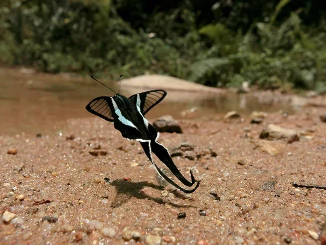 Green Dragontail: A butterfly of stunning beauty, but why does it need long tails in the back? - Butterfly, Insects, Animal book, Yandex Zen, Video, Longpost