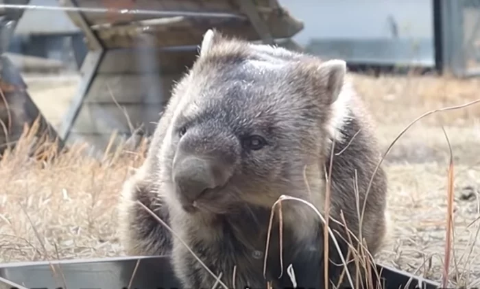 Elderly wombat Wayne got into the Guinness Book of Records - Wombats, Marsupials, Wild animals, Zoo, Guinness Book of Records, Animals, Japan, The national geographic, Video, Longpost