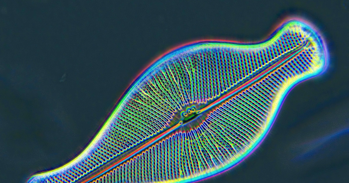 Планктонные диатомовые водоросли. Диатомовые водоросли жгутики. Диатомовые водоросли жгутики. Диатомовые водоросли жгутики. Морские диатомовые водоросли.