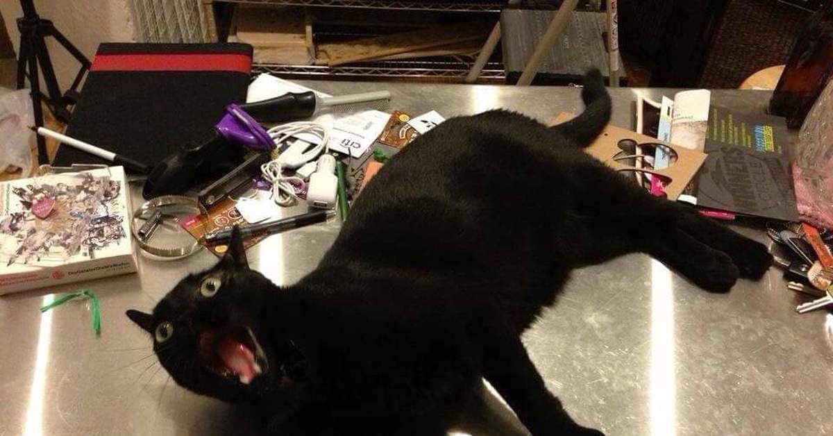 Взвешивание кошки. Взвесить котенка. Картинки котиков. Комикс про кота. Кот которого не было.