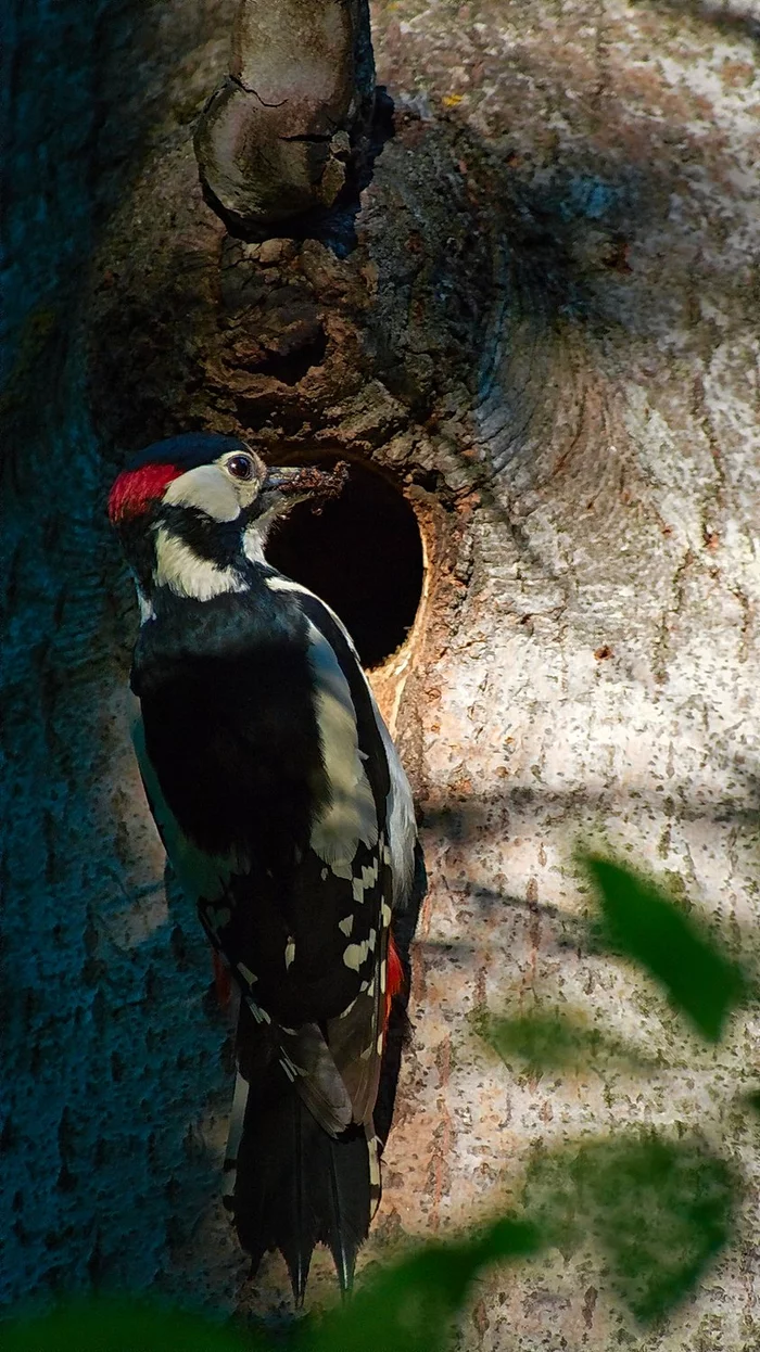 Zachin - Three-toed woodpecker, Woodpeckers, Birds, beauty of nature, wildlife, The photo, The national geographic, Hollow, Tree