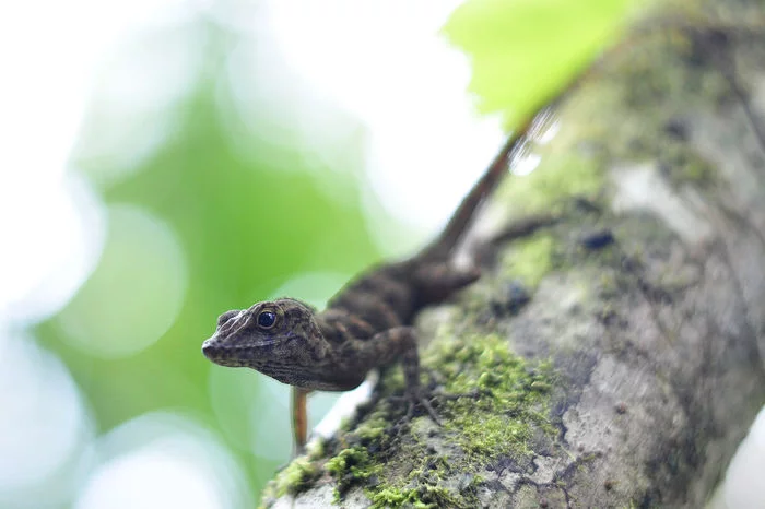 Tropical lizards are able to retrain - My, Animals, Intelligence, Person, Philosophy, Thoughts, Brain, Nauchpop, A life, Psychology, Zoopsychology, Consciousness, Cognitive psychology, A New Worldview, Memory, Longpost