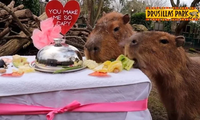 Romantic dinner - Zoo, England, Animal protection, Capybara, Great Britain, The national geographic, Rodents, Australia, Milota, Romance, Romantic dinner, Love