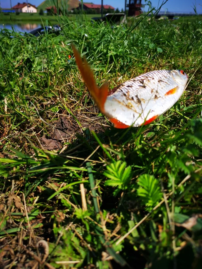 Well, come on, I flew on! - My, Fishing, Humor, Mobile photography, Roach, Catch