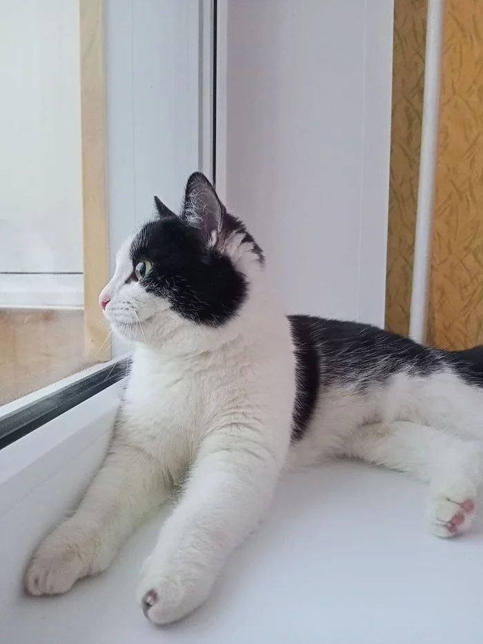 I picked up a cat and am looking for new owners. Izhevsk - My, Found a cat, Izhevsk, In good hands, Longpost, cat, No rating