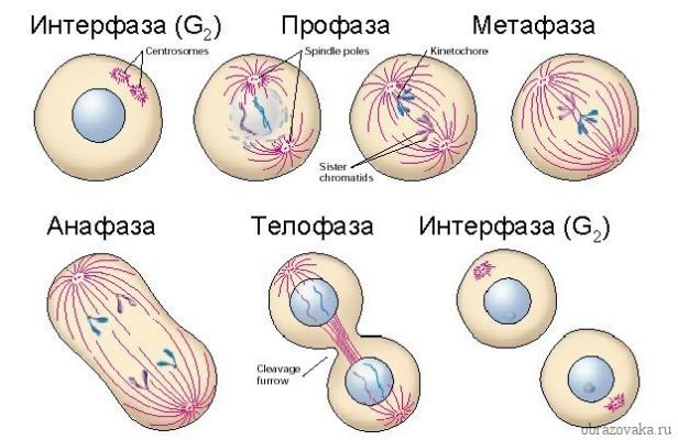 About mitosis on the fingers - My, Nauchpop, Biology, Video, Longpost