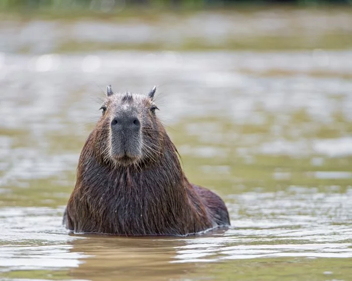 Capybaras - Capybara, Rodents, Wild animals, wildlife, South America, The photo, Longpost