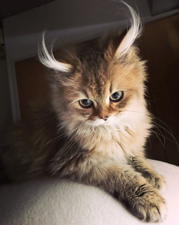 Хранитель дома