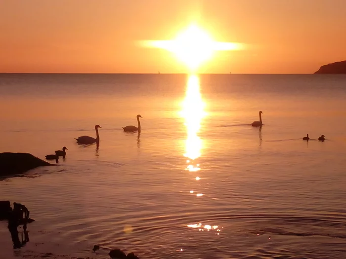 Evening, sea, sunset - My, Sea, Sunset, Calm, Landscape, Silence, Swans, Photo on sneaker