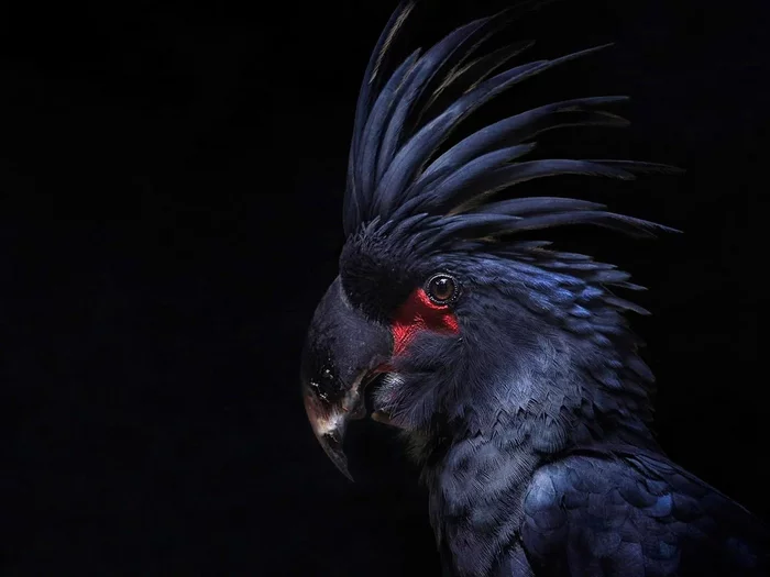 Black Cockatoo: Informal from the world of parrots. Dark and gothic. How does it behave in the wild? - Cockatoo, A parrot, Animal book, Yandex Zen, Longpost
