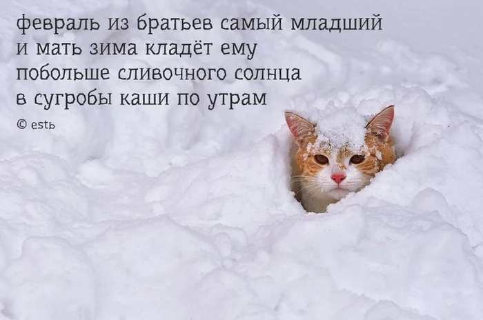 February - February, Poems, cat, Snow, Picture with text, Redheads, Poems-Patties