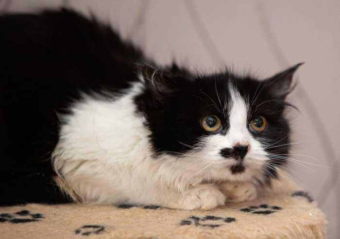 Maxik is looking for good hands - Kittens, Animals, Pets, In good hands, Moscow, No rating, cat, Black and white, Animal shelter, Murkosh shelter