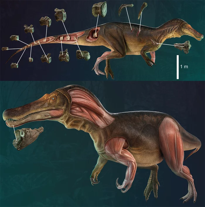 Paleontologists have described a new species of Spinosaurus with a crocodile-like skull - Spinosaurus, Paleontology, Portugal, The new kind, The national geographic, Dinosaurs, Longpost