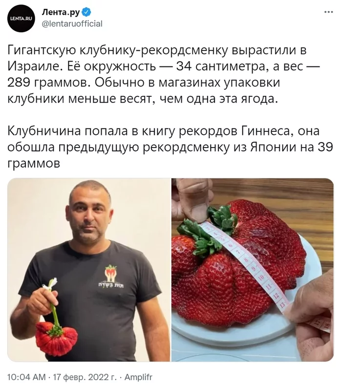 Record-breaking strawberries from Israel - Twitter, Screenshot, Lenta ru, Israel, Strawberry (plant), Record, Guinness Book of Records