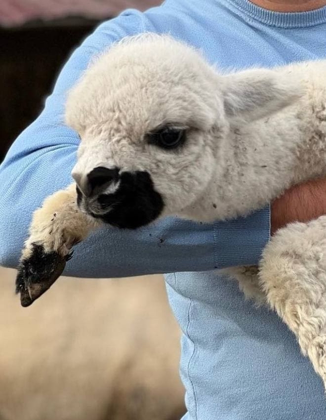 In the Crimean zoo, a baby alpaca received an anti-coronavirus name - Zoo, Alpaca, Crimea, Animals