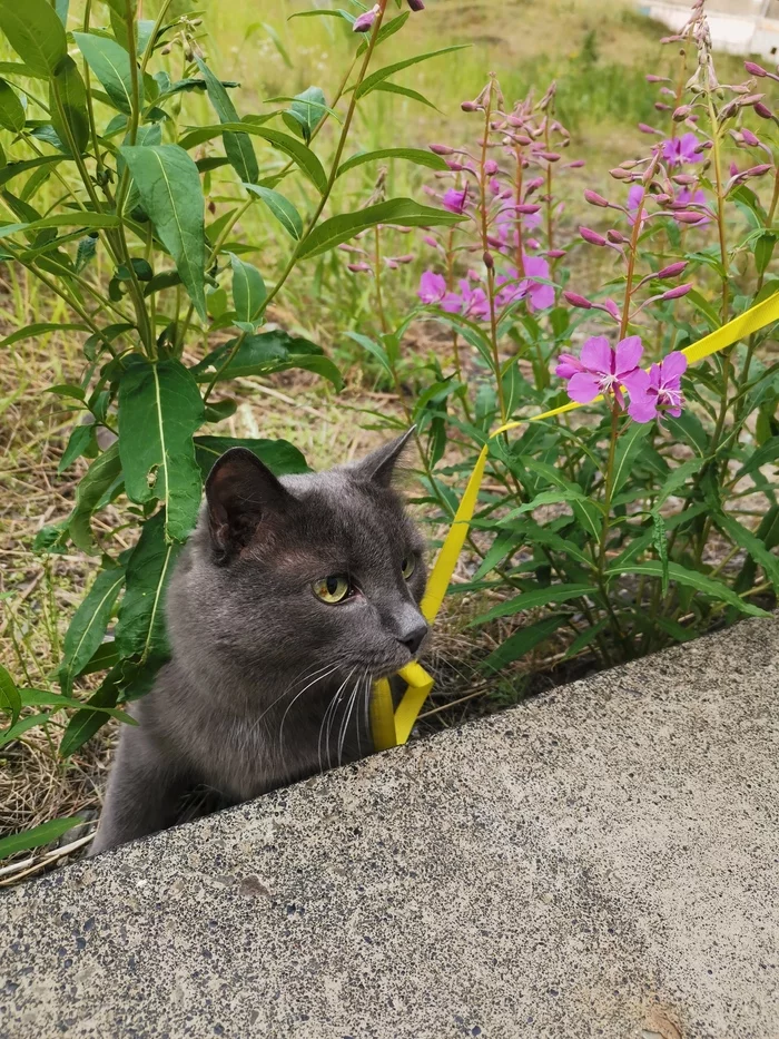 On a walk - My, Pets, cat