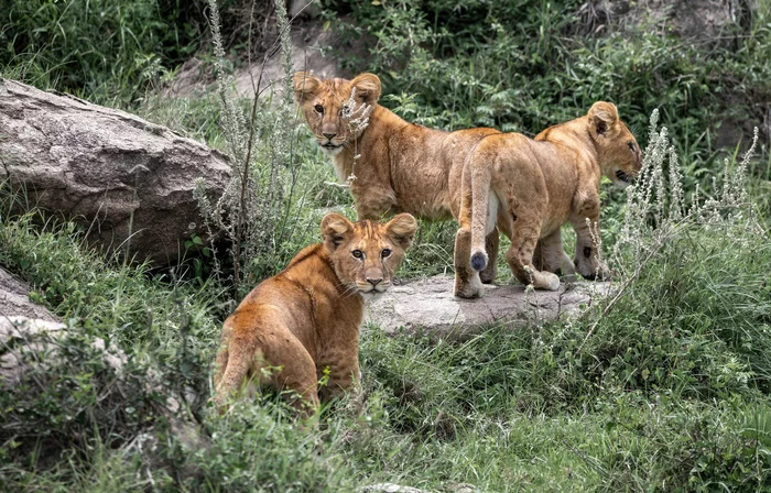 Lion's Everyday Life - a lion, Lioness, Lion cubs, Big cats, Serengeti, Tanzania, Africa, wildlife, Cat family, Predatory animals, Wild animals, National park, The national geographic, The photo, beauty of nature