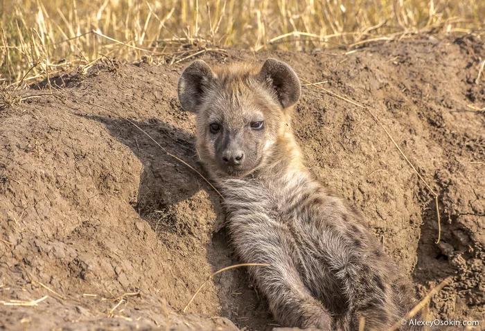 Response to the post Did you know? - Did you know, Amazing, beauty, Animals, Puppies, Kittens, Reply to post, Hyena, Spotted Hyena, Wild animals