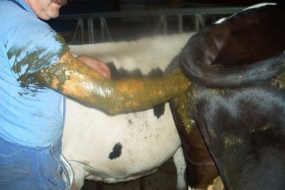 Knight of the Fresh :) - Cow, Manure, Vet, Pets, From the network, Abomination