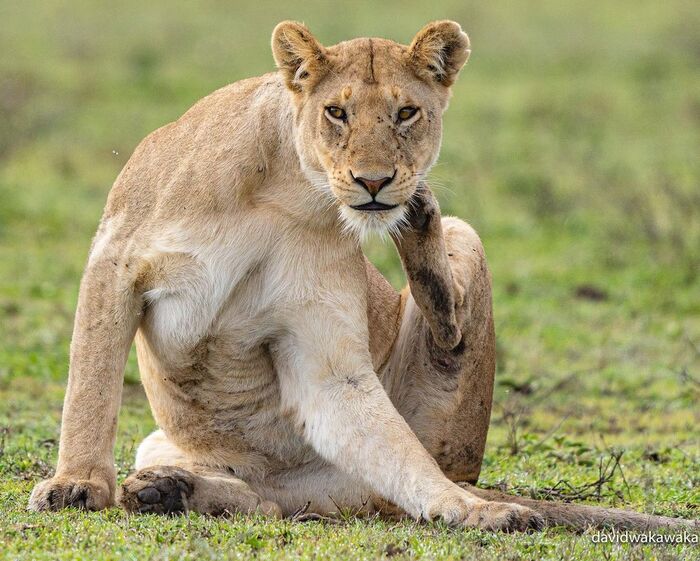 Какая хоба? Мухи!