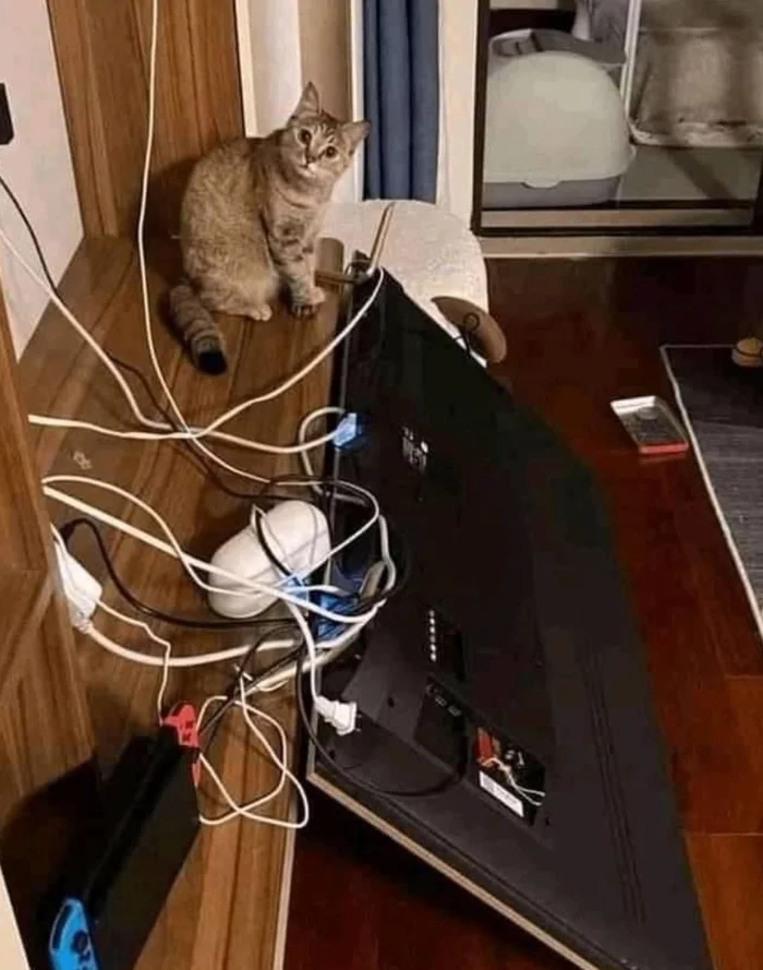 And who did it? - cat, Breaking, TV set