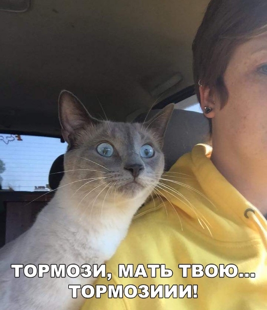 Follow the rules of the road! - Milota, The photo, Pets, cat, Picture with text