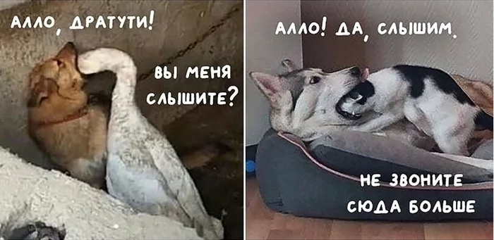 Call a friend - The photo, Pets, cat, Dog, Гусь, Humor, Picture with text