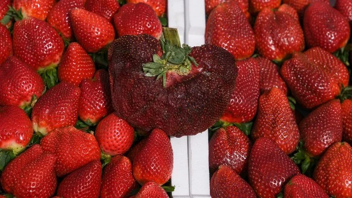 It blew in the summer. Strawberries set a record - news, Oddities, Translation, Strawberry (plant), Guinness Book of Records, Longpost