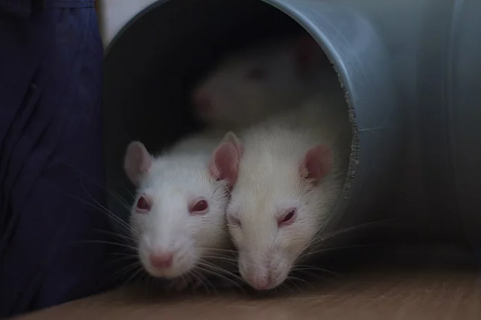 How Scientists Helped Rats Beat Cocaine Addiction - Rat, Drugs, Addiction, Narcology, Scientists, Animal experiments, The national geographic, Research, Animals, Rodents, Longpost
