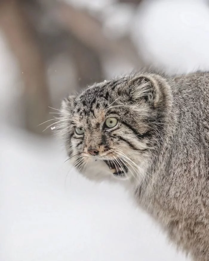 Did you tell me kis-kis? - Fluffy, Cat family, Wild animals, Rare view, Predatory animals, Small cats, Pallas' cat, Pet the cat, Japan, Yokohama, Yokohama, Zoo, Longpost