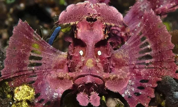 Ashmeyer's ScorpionFish: A sociopath who lives in an aquarium only alone. He will stab the rest with poisonous needles. - A fish, Animal book, Yandex Zen, Animals, Longpost, Scorpion, Marine life, Predatory animals