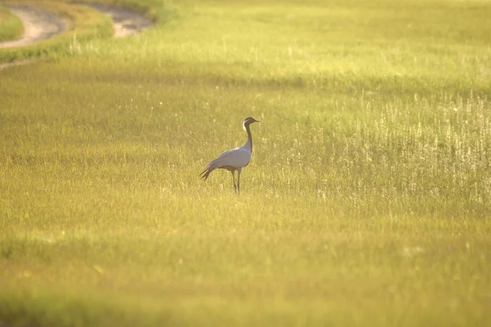 A distant summer evening - My, Nature, Photo hunting, Summer, Cranes, Road, Evening, Landscape