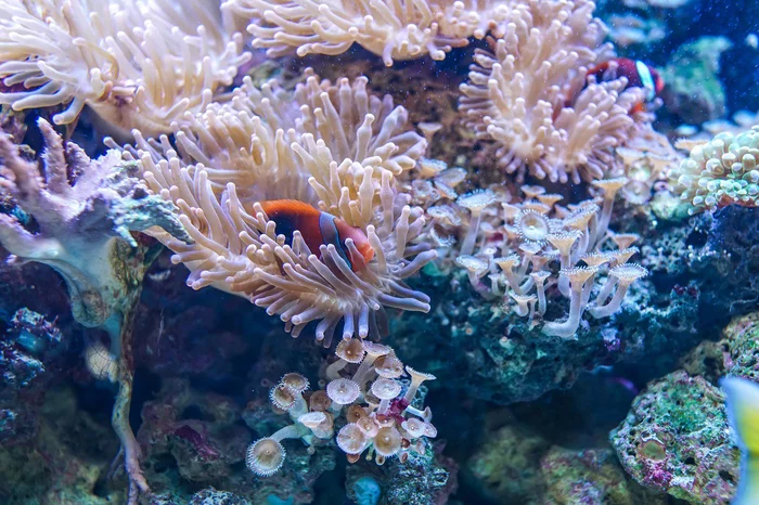 A tourist in Thailand sat on a coral reef - Coral reef, Thailand, Туристы, The photo, Prison sentence, Fine, Animals, Protection of Nature, Marine life, Endangered species, The national geographic, wildlife, beauty of nature, Coral