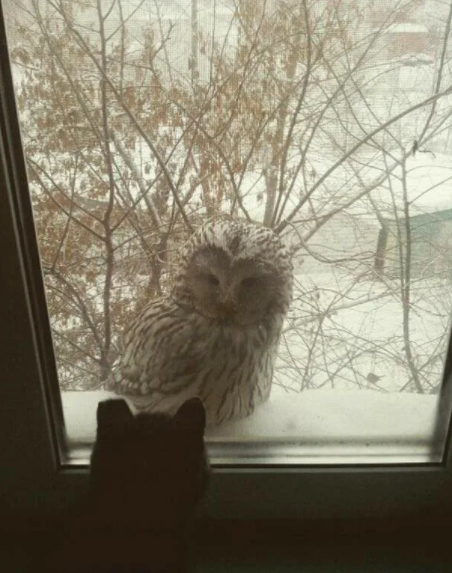 ����������� �������