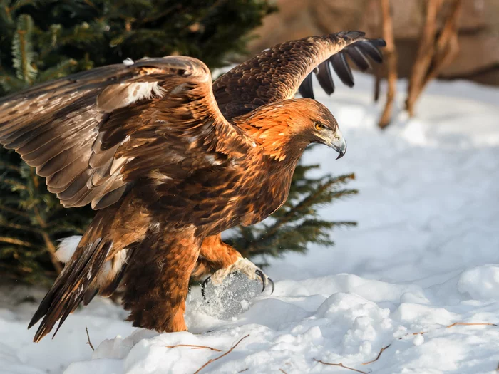 Eagles - Golden eagle, Hawks, Predator birds, The photo, Bogdanov Oleg, Birds, The national geographic, beauty of nature, Longpost