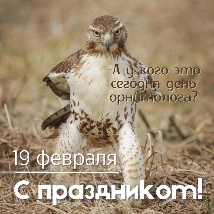 February 19 - Happy Day of the Russian Ornithologist! - My, Ornithology, Professional holiday, Congratulation, Postcard, The calendar, Holidays