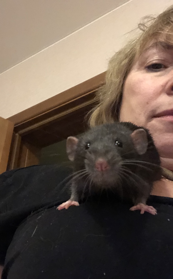 Мышлаевский Декоративные крысы, Крыса дамбо, Крыса, Длиннопост