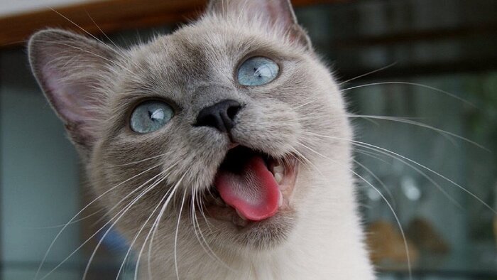 Amore, amore mio!