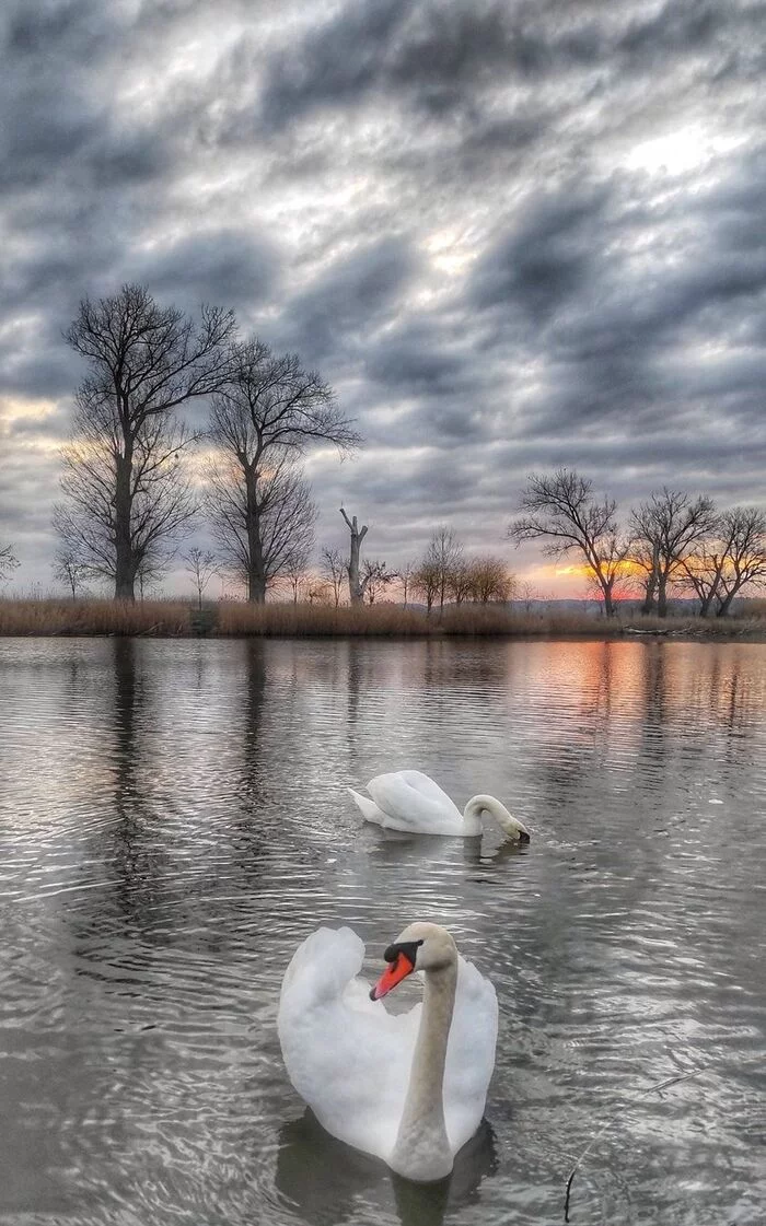 Swan... - The photo, Nature, Landscape, Lake, Pond, Swans, Birds, beauty of nature