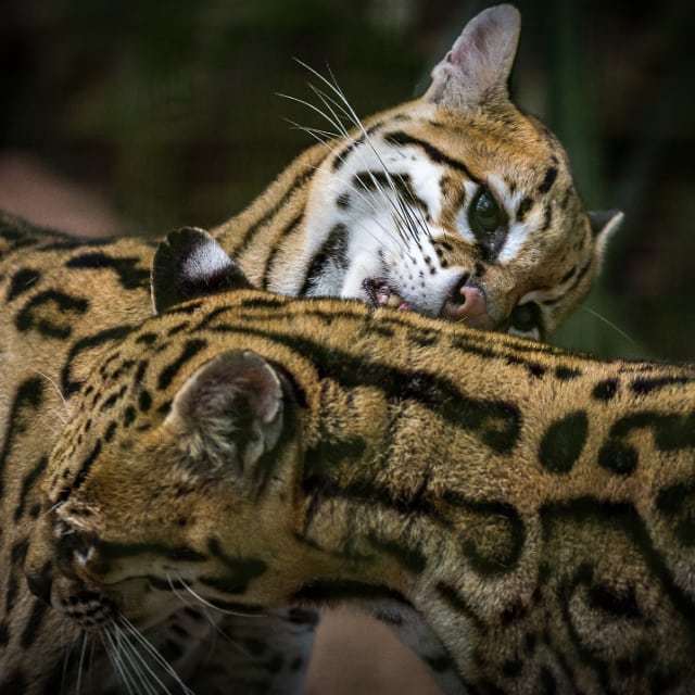 Let me wash it out - Ocelot, Small cats, Cat family, Predatory animals, Wild animals, South America, The photo
