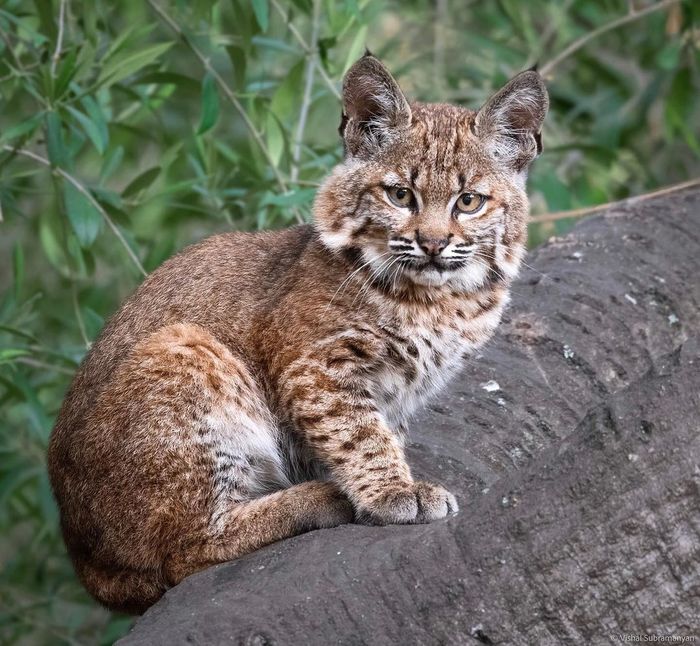 Red lynx kitten - Lynx, Small cats, Cat family, Predatory animals, Wild animals, wildlife, California, North America, The photo, Young