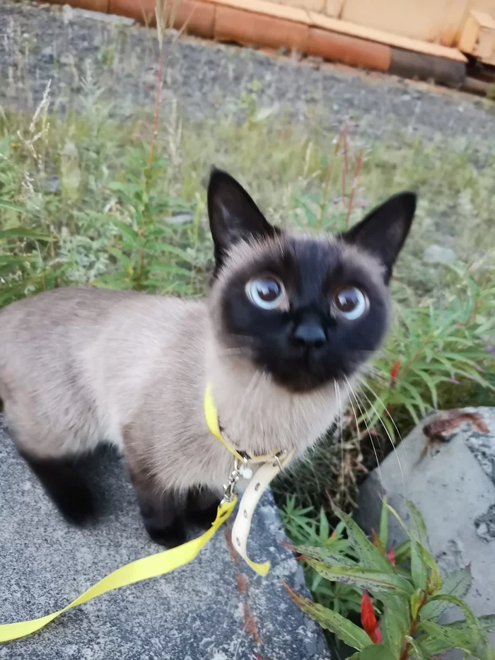 On a walk - My, cat, Pets