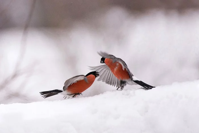 Beautiful disassembly - Bullfinches, Komi, Family finchidae, Passeriformes, Birds, beauty of nature, Songbirds, The photo, The national geographic, Nature