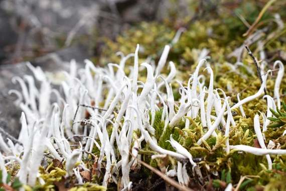 Lichens may need more than a million years to adapt to climate change - Informative, Research, The science, Scientists, Biology, Lichen, Mushrooms, Symbiosis