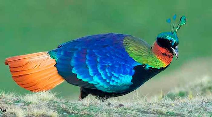 Monal - Birds, Ornithology, Ornithology League, beauty of nature, Nature, Milota, Interesting, Прическа, beauty, wildlife, Longpost