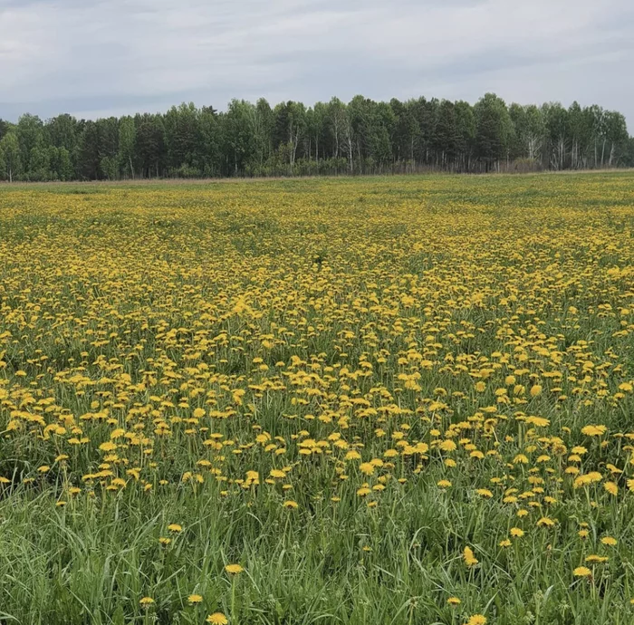 Yellow carpet - My, Dandelion, Field, Russia, Forest